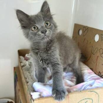 Blinky -  Domestic Medium Hair Cat for Adoption - Blinky | PetCurious