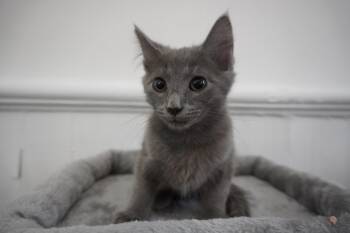 Spicy Velcro Valerie -  Domestic Short Hair and Russian Blue Cat for Adoption in Chickasaw, Alabama - Spicy Velcro Valerie | PetCurious