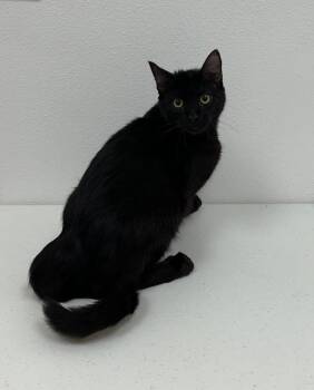 Jay -  Domestic Short Hair Cat for Adoption in Newberg, Oregon - Jay | PetCurious