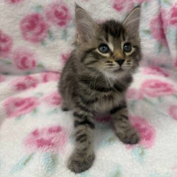 Rescue Domestic Long Hair Cats for Adoption in Jupiter, Florida - Tender | PetCurious