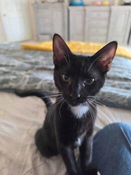 Sugarfoot -  Domestic Short Hair Cat for Adoption in Mansfield, Texas - Sugarfoot | PetCurious