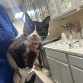 Bing -  Domestic Short Hair Cat for Adoption in Lewisburg, West Virginia - Bing | PetCurious