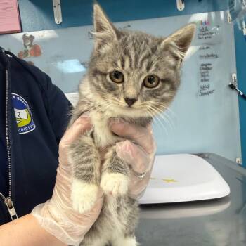 Rescue Domestic Short Hair Cats for Adoption in Vineland, New Jersey - Pea | PetCurious