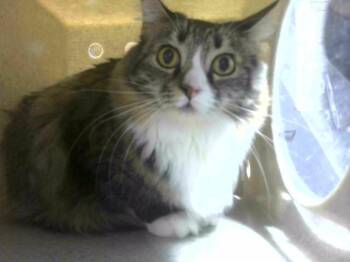 Domestic Long Hair Cats Available for Adoption in Tallahassee, Florida - TAMMY | PetCurious
