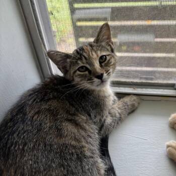 Promotion -  Domestic Short Hair Cat for Adoption in Carencro, Louisiana - Promotion | PetCurious