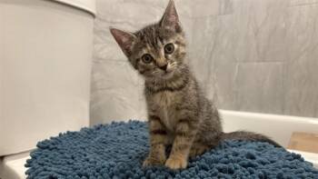 MARCIA -  Domestic Short Hair Cat for Adoption in Colorado Springs, Colorado - MARCIA | PetCurious