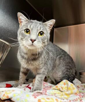 Finn -  Domestic Short Hair Cat for Adoption in Logan, Utah - Finn | PetCurious