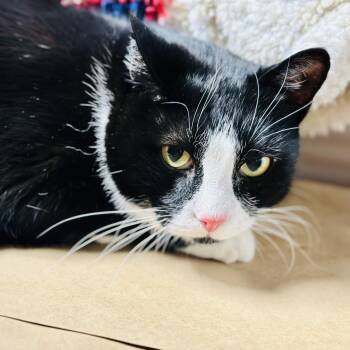 Penguin -  Domestic Short Hair Cat for Adoption in Stafford Township, New Jersey - Penguin | PetCurious