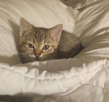 Stormy -  Domestic Short Hair Cat for Adoption in Maineville, Ohio - Stormy | PetCurious