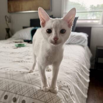 Domestic Short Hair Cats Available for Adoption in Nashville, Tennessee - Skye | PetCurious