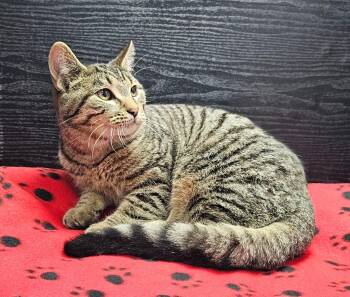 Domestic Short Hair Cats Available for Adoption - Gordon | PetCurious