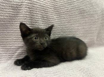ARLO -  Domestic Short Hair Cat for Adoption in Ontario, California - ARLO | PetCurious