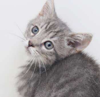 Jessica is such a joy - So teeny -  Silver and Tabby Cat for Adoption in Bedford Hills, New York - Jessica Is Such A Joy - So Teeny | PetCurious