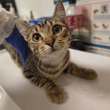 Domestic Short Hair Cats Available for Adoption in Tulsa, Oklahoma - Stroopwafel | PetCurious