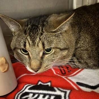 Domestic Short Hair Cats Available for Adoption in Lansing, Michigan - Marvin | PetCurious