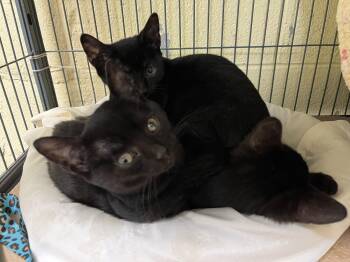 Domestic Short Hair Cats Available for Adoption - Terry | PetCurious