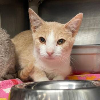 Antinous -  Domestic Short Hair Cat for Adoption in Roanoke, Virginia - Antinous | PetCurious