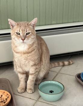 Domestic Short Hair Cats Available for Adoption - Gordon | PetCurious