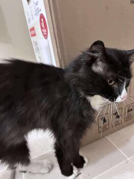 Rescue Domestic Medium Hair Cats for Adoption in Winnipeg, Manitoba - Sylvester | PetCurious
