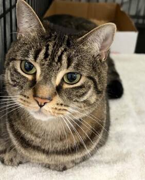 Cleo -  Domestic Short Hair Cat for Adoption in Westfield, Massachusetts - Cleo | PetCurious