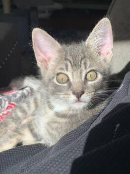 Mikey -  Domestic Short Hair Cat for Adoption - Mikey | PetCurious