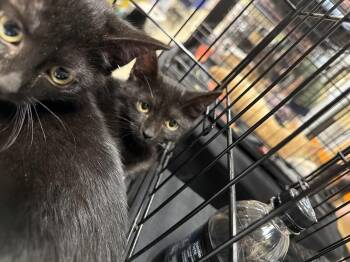 Abigale (BC) -  Domestic Short Hair Cat for Adoption in Powdersville, South Carolina - Abigale (BC) | PetCurious