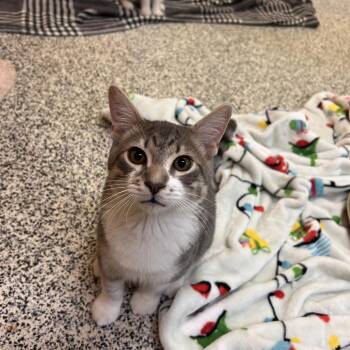 Mungo -  Domestic Short Hair Cat for Adoption in Fresno, California - Mungo | PetCurious