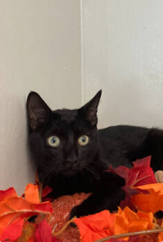 Rescue Domestic Short Hair Cats for Adoption in Picayune, Mississippi - Licorice | PetCurious