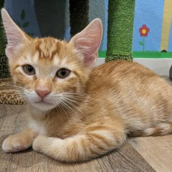 Rescue Domestic Short Hair Cats for Adoption in San Antonio, Texas - Sebastian | PetCurious