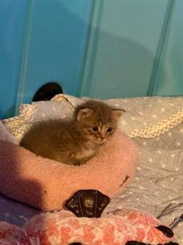 BOBA -  Domestic Short Hair Cat for Adoption in Baytown, Texas - BOBA | PetCurious