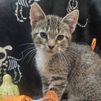 Rescue Domestic Short Hair Cats for Adoption in Lynchburg, Virginia - Pistachio | PetCurious
