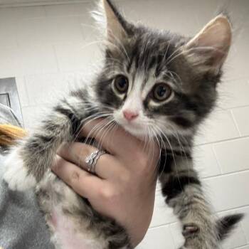 Pepper -  Domestic Short Hair Cat for Adoption in Lufkin, Texas - Pepper | PetCurious