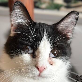 Millie -  Domestic Medium Hair Cat for Adoption in Victor, New York - Millie | PetCurious