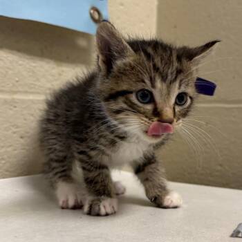 Domestic Short Hair Cats Available for Adoption in Milton, Florida - Clawsome | PetCurious