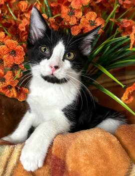 6/23/26 Overnight -  Domestic Short Hair Cat for Adoption in Stillwater, Oklahoma - 6/23/26 Overnight | PetCurious