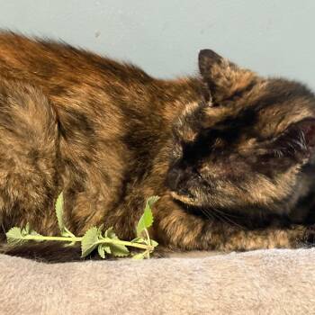 Paris -  Domestic Short Hair Cat for Adoption in Atoka, Tennessee - Paris | PetCurious