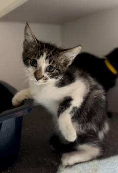 Rescue Domestic Medium Hair Cats for Adoption in Crown Point, Indiana - Axle | PetCurious