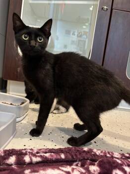 MATCHA -  Domestic Short Hair Cat for Adoption in Forney, Texas - MATCHA | PetCurious