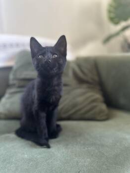 Anise -  Domestic Short Hair Cat for Adoption in Davis, California - Anise | PetCurious