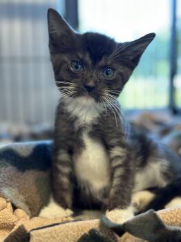 Baritone -  Domestic Short Hair Cat for Adoption in Stafford, Virginia - Baritone | PetCurious