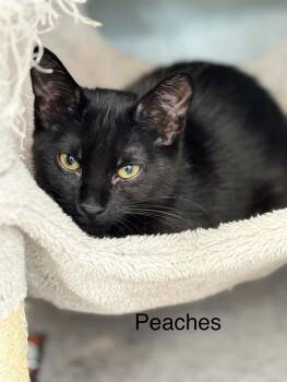 Peaches AND Cy -  Domestic Short Hair Cat for Adoption in Rochester, New Hampshire - Peaches AND Cy | PetCurious
