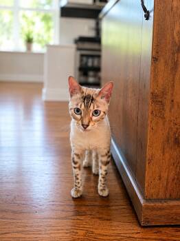 Bengal Cats Available for Adoption in Rio Linda, California - Bo | PetCurious