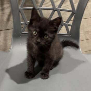 Domestic Short Hair Cats Available for Adoption in Wichita, Kansas - Raven | PetCurious