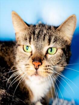 Domestic Short Hair Cats Available for Adoption in Boston, Massachusetts - LILAC | PetCurious