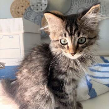 Gus -  Domestic Medium Hair Cat for Adoption in Victoria, British Columbia - Gus | PetCurious