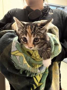 SAPPHIRE -  Domestic Short Hair Cat for Adoption in Salinas, California - SAPPHIRE | PetCurious