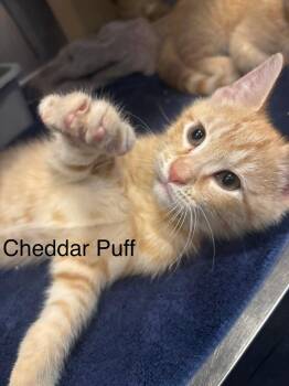 Cheddar Puff -  Domestic Short Hair Cat for Adoption in Topsham, Maine - Cheddar Puff | PetCurious