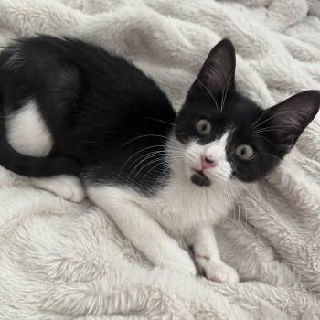 Bucky -  Domestic Short Hair Cat for Adoption in Auburn, Alabama - Bucky | PetCurious