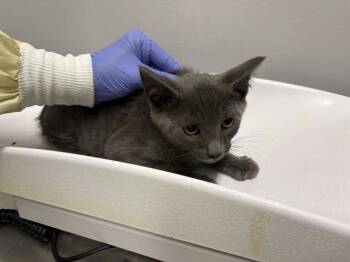 ORIEN -  Domestic Short Hair Cat for Adoption in Kent, Washington - ORIEN | PetCurious