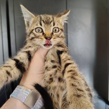Domestic Short Hair Cats Available for Adoption in Osawatomie, Kansas - Wiggles | PetCurious